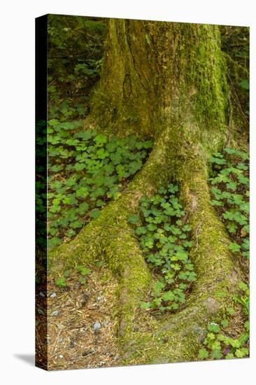 USA, California, Redwoods National Park. Clover at Tree Base-Cathy & Gordon Illg-Premier Image Canvas