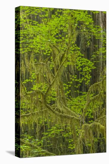 USA, California, Redwoods National Park. Mossy Limbs in Forest-Cathy & Gordon Illg-Premier Image Canvas