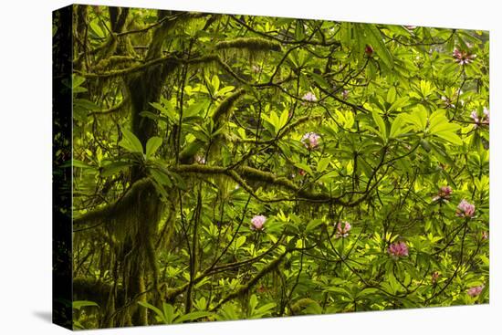 USA, California, Redwoods National Park. Rhododendrons in Forest-Cathy & Gordon Illg-Premier Image Canvas