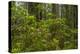 USA, California, Redwoods National Park. Rhododendrons in Forest-Cathy & Gordon Illg-Premier Image Canvas