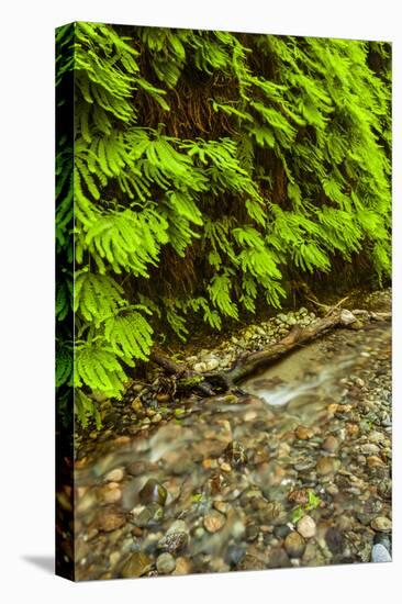 USA, California, Redwoods National Park. Scenic of Fern Creek-Cathy & Gordon Illg-Premier Image Canvas