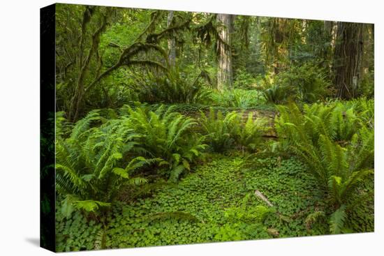 USA, California, Redwoods NP. Ferns and Mossy Trees in Forest-Cathy & Gordon Illg-Premier Image Canvas