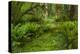 USA, California, Redwoods NP. Ferns and Mossy Trees in Forest-Cathy & Gordon Illg-Premier Image Canvas