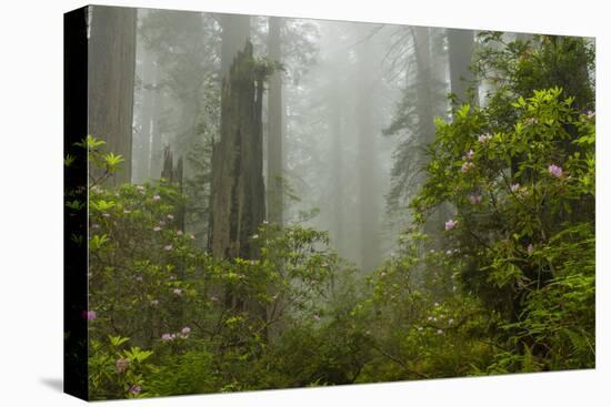 USA, California, Redwoods NP. Fog and Rhododendrons in Forest-Cathy & Gordon Illg-Premier Image Canvas