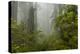 USA, California, Redwoods NP. Fog and Rhododendrons in Forest-Cathy & Gordon Illg-Premier Image Canvas