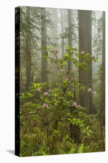 USA, California, Redwoods NP. Fog and Rhododendrons in Forest-Cathy & Gordon Illg-Premier Image Canvas