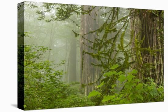 USA, California, Redwoods NP. Fog in Ladybird Johnson Grove-Cathy & Gordon Illg-Premier Image Canvas