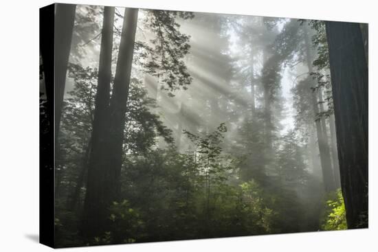 USA, California, Redwoods NP. Fog in Ladybird Johnson Grove-Cathy & Gordon Illg-Premier Image Canvas