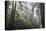 USA, California, Redwoods NP. Fog in Ladybird Johnson Grove-Cathy & Gordon Illg-Premier Image Canvas