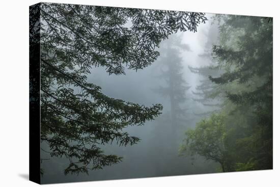 USA, California, Redwoods NP. Fog in Ladybird Johnson Grove-Cathy & Gordon Illg-Premier Image Canvas