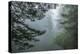 USA, California, Redwoods NP. Fog in Ladybird Johnson Grove-Cathy & Gordon Illg-Premier Image Canvas