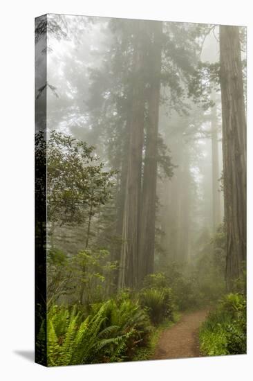 USA, California, Redwoods NP. Trail Through Redwood Trees and Fog-Cathy & Gordon Illg-Premier Image Canvas