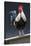 USA, California. Rooster on fence.-Jaynes Gallery-Premier Image Canvas