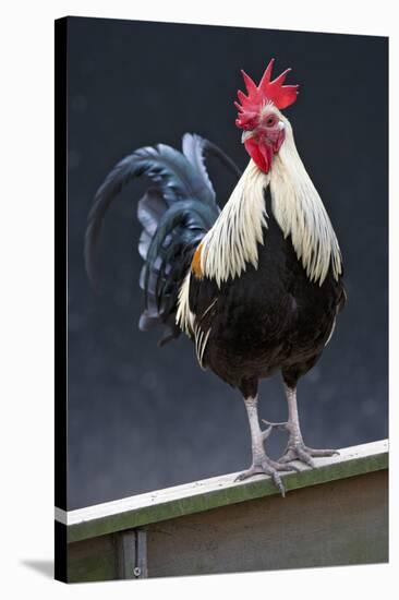 USA, California. Rooster on fence.-Jaynes Gallery-Premier Image Canvas