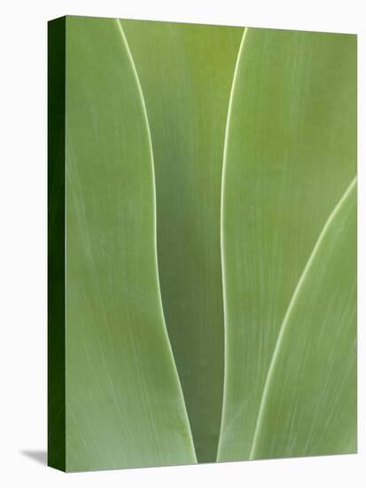 USA, California, San Diego, Agave in Balboa Park-Ann Collins-Premier Image Canvas