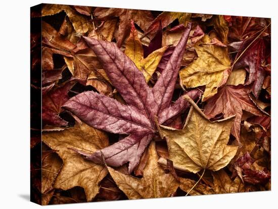 USA, California, San Diego, Autumn Leaves, Liquidambar Styraciflua Tree Aka Sweetgum-Ann Collins-Premier Image Canvas