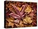USA, California, San Diego, Autumn Leaves, Liquidambar Styraciflua Tree Aka Sweetgum-Ann Collins-Premier Image Canvas