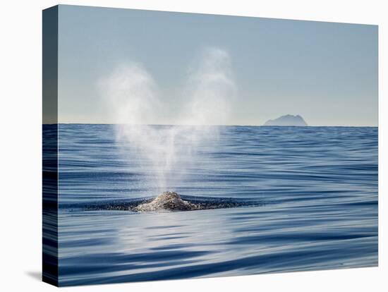 USA, California, San Diego. California Gray Whale Migrating South Toward Mexico-Ann Collins-Premier Image Canvas