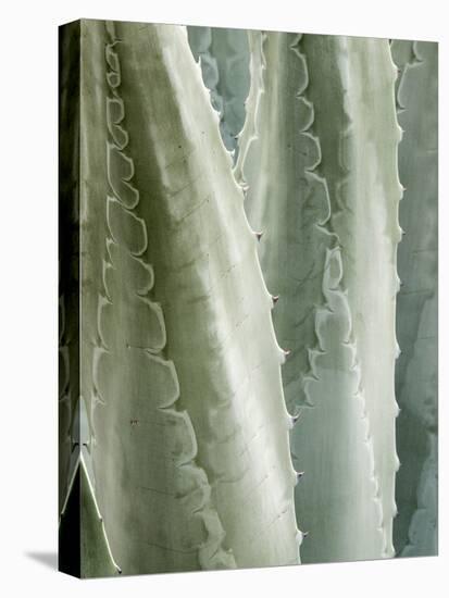 USA, California, San Diego, Close-Up of Agave Americana-Ann Collins-Premier Image Canvas