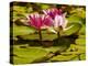 USA, California, San Diego, Water Lilies with Little Frog-Ann Collins-Premier Image Canvas