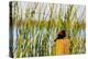 USA, California, San Joaquin River Valley, red-winged blackbird perched on post by wetlands.-Alison Jones-Premier Image Canvas