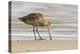 USA, California, San Luis Obispo County. Marbled godwit foraging in sand.-Jaynes Gallery-Premier Image Canvas