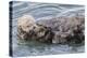 USA, California, San Luis Obispo County. Sea otter mother and pup grooming.-Jaynes Gallery-Premier Image Canvas
