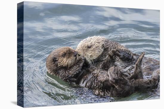 USA, California, San Luis Obispo County. Sea otter mother and pup grooming.-Jaynes Gallery-Premier Image Canvas