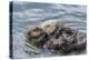 USA, California, San Luis Obispo County. Sea otter mother and pup grooming.-Jaynes Gallery-Premier Image Canvas