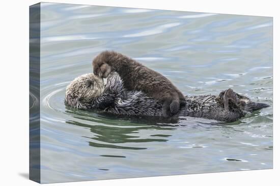 USA, California, San Luis Obispo County. Sea otter mother and pup.-Jaynes Gallery-Premier Image Canvas