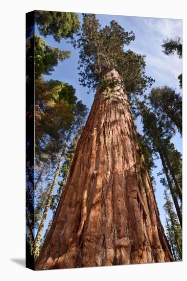 USA, California, Sequoia National Park, Giant Sequoia Ascends to the Sky-Ann Collins-Premier Image Canvas