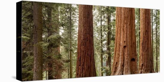 USA, California, Sequoia National Park, Panoramic View of Giant Sequoia Tree-Ann Collins-Premier Image Canvas