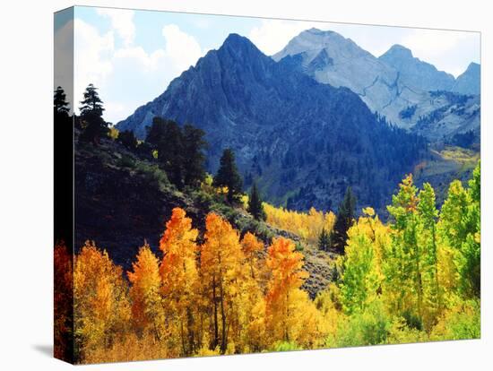 USA, California, Sierra Nevada. Aspen Trees in the Mcgee Creak Area-Jaynes Gallery-Premier Image Canvas