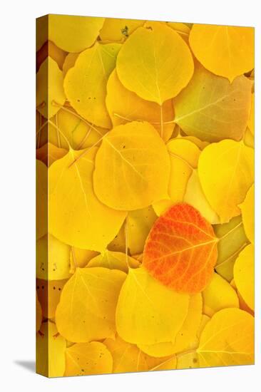 USA, California, Sierra Nevada Mountains. Fallen aspen leaves-Jaynes Gallery-Premier Image Canvas