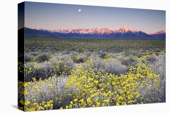 USA, California, Sierra Nevada Mountains. Wildflowers in Owens Valley.-Jaynes Gallery-Premier Image Canvas