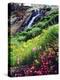 USA, California, Sierra Nevada Mountains. Wildflowers in the Sierras-Jaynes Gallery-Premier Image Canvas