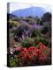 USA, California, Sierra Nevada, Wildflowers in the High Sierra-Jaynes Gallery-Premier Image Canvas