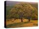 USA, California, South Coast Range, Valley Oaks and Grasses Glow in Sunset Light-John Barger-Premier Image Canvas