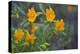 USA, California. Sticky Monkey-Flower Common at Pinnacles-Gary Luhm-Premier Image Canvas