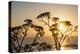 USA, California. Sunset over the Pacific Ocean, seen from Pacific Coast Highway-Alison Jones-Premier Image Canvas