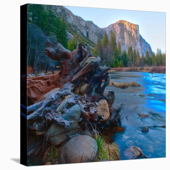 USA, California. Tree roots in Merced river in the Yosemite Valley.-Anna Miller-Premier Image Canvas