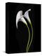 USA, California. Two calla lily flowers.-Jaynes Gallery-Premier Image Canvas