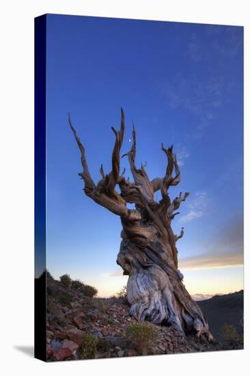 USA, California, White Mountains. Bristlecone pine tree at sunset.-Jaynes Gallery-Premier Image Canvas