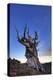 USA, California, White Mountains. Bristlecone pine tree at sunset.-Jaynes Gallery-Premier Image Canvas