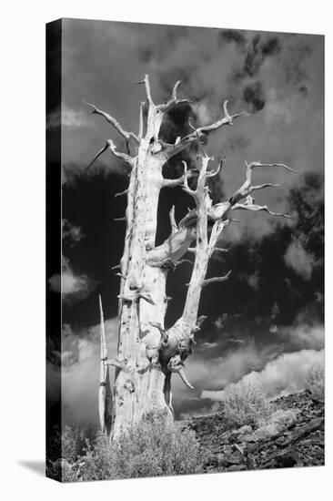 USA, California, White Mountains. Bristlecone pine tree in black and white.-Jaynes Gallery-Premier Image Canvas