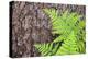 USA, California, Yosemite National Park. fern leaves against a pine tree trunk.-Jaynes Gallery-Premier Image Canvas