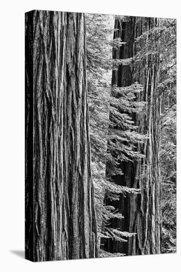 USA, California, Yosemite NP. Sequoia Trees in the Mariposa Grove-Dennis Flaherty-Premier Image Canvas