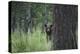 USA, Colorado. A Cinnamon Phase Black Bear in Forest-Jaynes Gallery-Premier Image Canvas