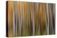 USA, Colorado. Abstract of aspen trees in autumn.-Jaynes Gallery-Premier Image Canvas