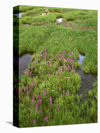 USA, Colorado, Arapaho National Forest, Mount Evans Wilderness-John Barger-Premier Image Canvas